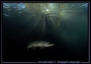 Adult Pike Fish... :O)... by Michel Lonfat 